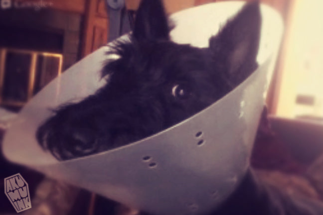 Cone Dog